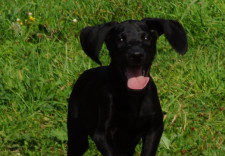 ARYA
