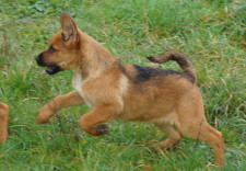 Pepper
