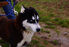 BALTO