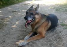 BRUTUS