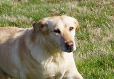 BULLE