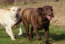 CHOKO