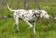 NOISETTE