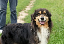 KOKA