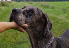 MARMADUKE