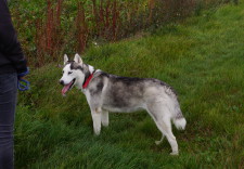 MISHKA