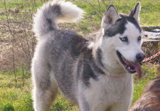 MISHKA