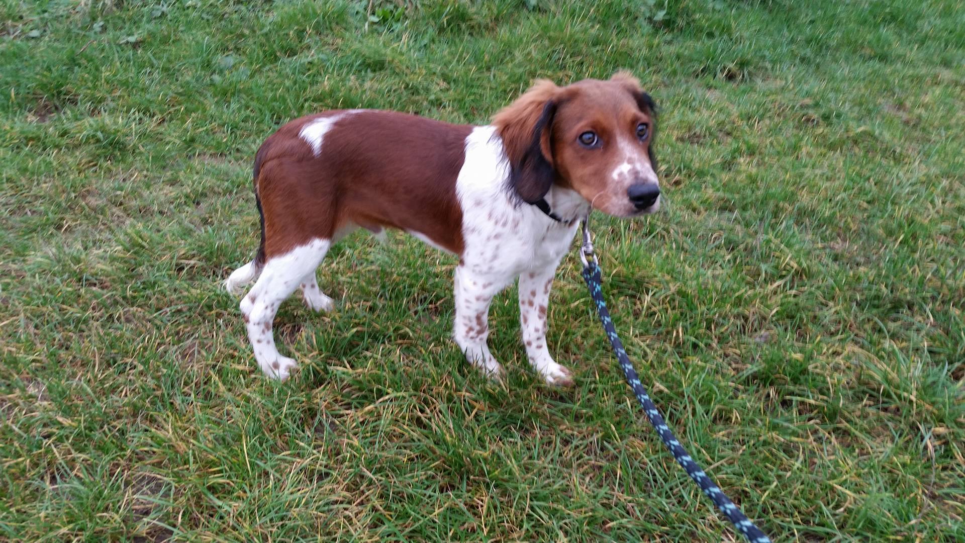 NOUGAT