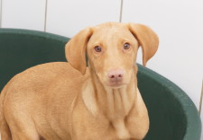NOVA