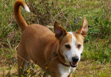 ORKA