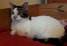 PATOUNE