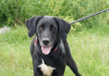 TALA